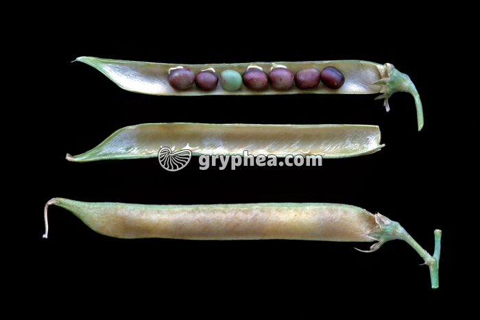 Pois de Senteur (Lathyrus odoratus) - Gousse entière et disséquée (fruit) montrant les graines - gryphea.com